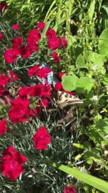 Batı Kırlangıç Kelebeği (Papilio rutulus), yazın Utah 'ın Provo kentindeki bir bahçeye Kırmızı Pembeler ve Dianthus Hanedanlığı' na çiçek bırakır. Kelebek kanatlarını çırpıyor (dikey çekim).