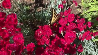 Batı Kaplanı Kırlangıç (Papilio rutulus) kelebeği yazın arka bahçedeki bir bahçeye Kırmızı Pembeler ve Dianthus çiçeklerine konar. Provo, Utah 'taki kaplan kelebeği, bölgede yaygın bir tür..