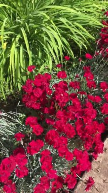 Batı Kaplanı Kırlangıç (Papilio rutulus) kelebeğinin dikey görüntüsü yaz mevsiminde Dynasty Red Pinks Dianthus çiçeklerinin bahçesine iniyor. Etrafta uçan bir kelebeğe bakıyorum. .