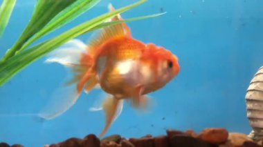 Akvaryumdaki bir ejderha heykeliyle akvaryumda yüzen akvaryum balığı (Carassius auratus). Aktif bir akvaryum balığı büyük bir akvaryumun suyunda yüzüyor. Akvaryum otları..