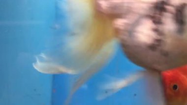 Akvaryumda yüzen Japon Balığı (Carassius auratus). Meraklı süs balıkları araştırmak için cama yaklaşır. Akvaryumdaki Japon balığını kapat..