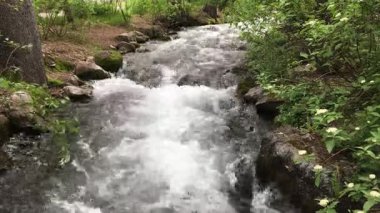 Sundance Utah yakınlarındaki Provo Nehri 'nde hızlı akan su. Dağlarda ağaçlar ve bitkilerle çevrili bir nehir. Ormandaki dağlarda hızlı akan bir nehir..
