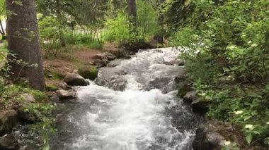 Utah 'ta ağaçlar, kayalar ve bitkilerle çevrili yumuşak bir yamaçtan inen dağlardaki hızlı akarsu. Sundance Utah 'taki hızlı nehir. Doğanın gücü.