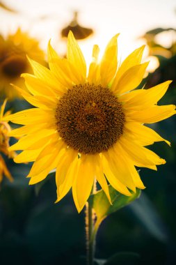 Ayçiçeği tarlada, yakın plan..