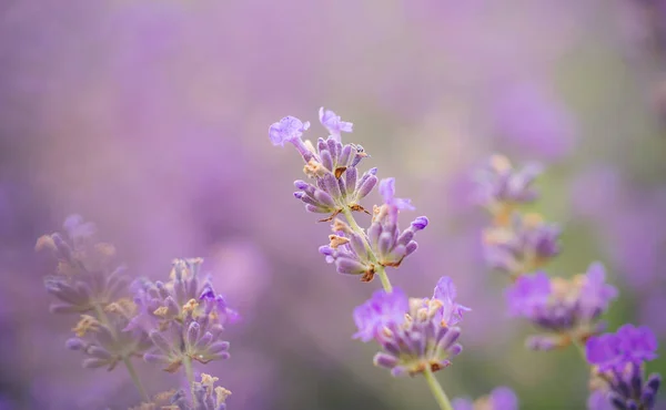Lavendel Blüht Einem Sommergarten Lavendel Natürliches Licht — Stockfoto