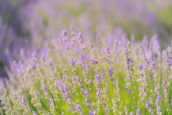 Lavendel Blommor Blommar Sommaren — Stockfoto