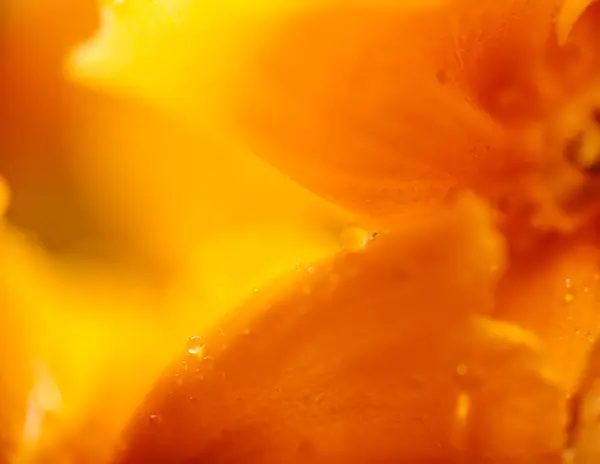 Orange Flower Water Drops — Stock Photo, Image