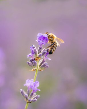Lavanta tarlasında arı.