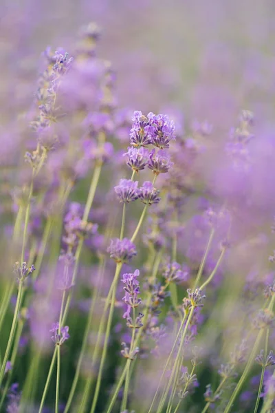 Zwei Lavendelzweige Lavendelbüschen Verbunden — Stockfoto