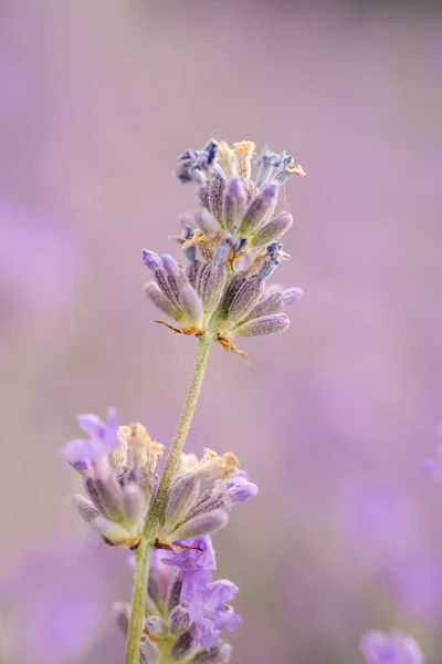 Lavendelblüten Natürlichem Licht Auf Violettem Hintergrund — Stockfoto