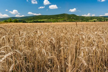 Köyün arkasındaki tarlada tahıl var.