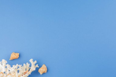Mavi izole bir zemin üzerinde mercanları olan deniz kabukları. Üst Manzara. Yaz tatili kavramı. Düz yatıyordu.