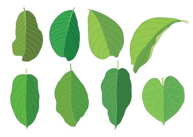 Yeşil, beyaz arkaplan illüstrasyon vektörü üzerinde izole edilmiş taze soyut bırakır