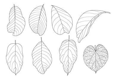 Çizgi tek yaprak ve yaprak deseni siyah beyaz arkaplan illüstrasyon vektörünü renklendirmek için getirir