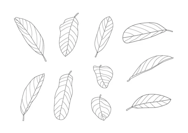 葉カスタードアップルライン単葉と葉のパターン黒は白の背景イラストベクトルに色を飾るためにもたらす — ストック写真