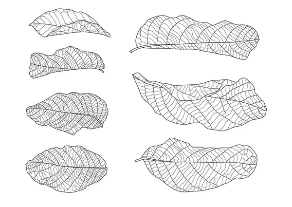 Sskeletal leaves dry leaf lined and black white design on white background illustration vector