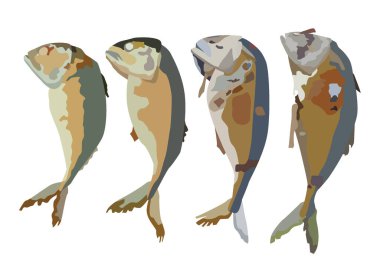 Beyaz arkaplan çizim vektöründe kızarmış uskumru