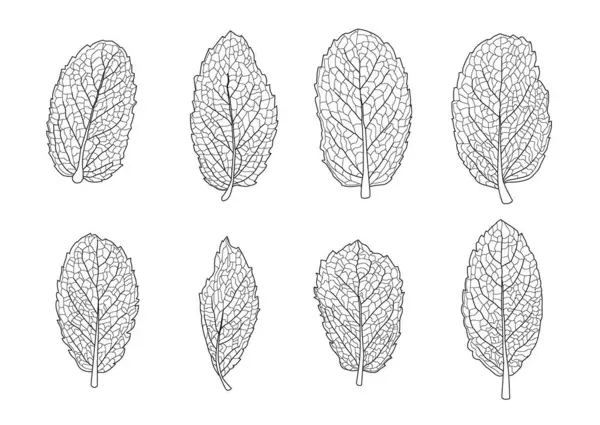 Nane yaprakları çizgi tek yaprak ve yaprak deseni siyah beyaz arkaplan illüstrasyon vektörünü renklendirmek için getirmek