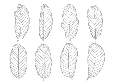 guava beyaz arkaplan illüstrasyon vektörünü renklendirmek için tek yaprak ve yaprak desenli çizgi bırakır