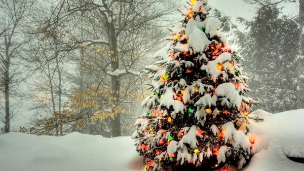 Akşam arkaplanda kocaman bir Noel ağacı sergileniyor.