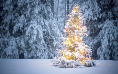 Gün batımında karla kaplı küçük köknar ağaçlarını sergilemek. Yeni yıl ve Noel tatili konsepti.