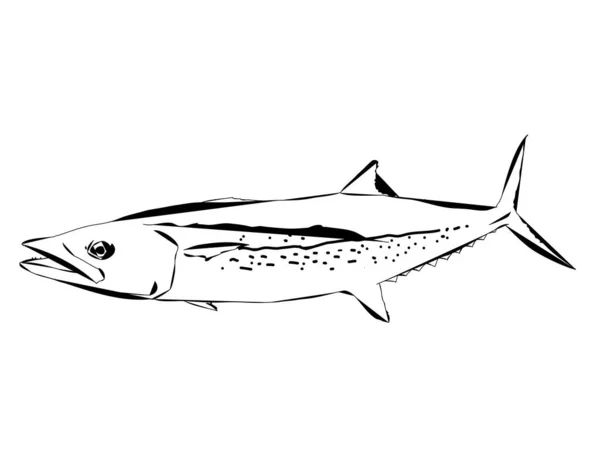 Modern Outline Cero Mackerel Fish — Stock Vector