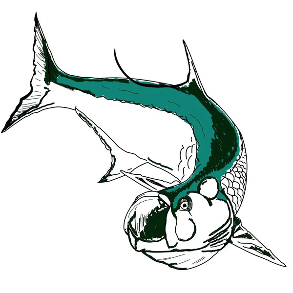 Ein Springender Tarpon Fisch — Stockvektor