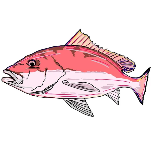 Full Colored Red Snapper Fish — Stock Vector