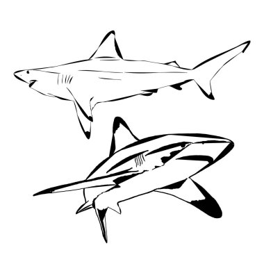 Okyanus köpekbalıklarının modern ana hatları