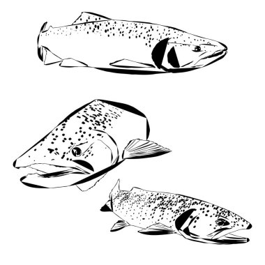  A modern outline of salmon fish pattern clipart