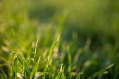 Toprakta yetişen genç buğday bitkileri inanılmaz güzel yeşil buğday tarlaları ufuk çizgisine kadar uzanıyor..