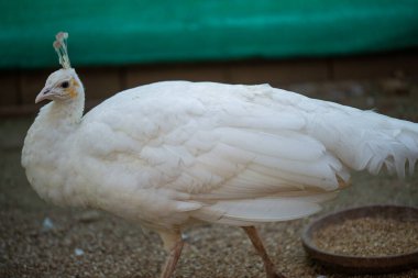 Güzel beyaz tavus kuşu turistler için yürüyor ve poz veriyor.