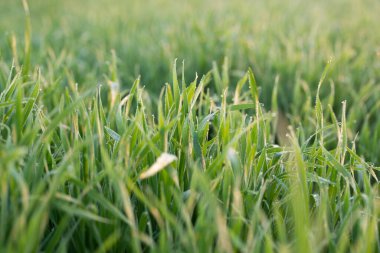 Toprakta yetişen genç buğday bitkileri inanılmaz güzel yeşil buğday tarlaları ufuk çizgisine kadar uzanıyor..