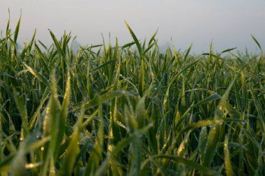 Toprakta yetişen genç buğday bitkileri inanılmaz güzel yeşil buğday tarlaları ufuk çizgisine kadar uzanıyor..