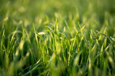 Toprakta yetişen genç buğday bitkileri inanılmaz güzel yeşil buğday tarlaları ufuk çizgisine kadar uzanıyor..