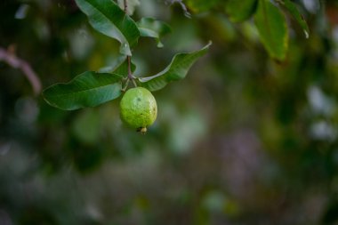 Organik bir tropikal bahçede Guava meyve ağaçları, çok sayıda guava bitkisi ve tarım geçmişi olan Guava bahçesi..