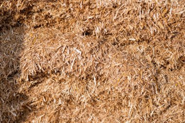 Dry straw agriculture background, Dry straw texture background. clipart