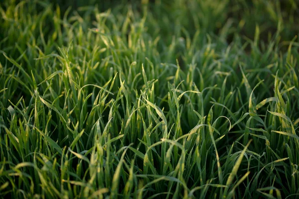 Young Wheat Plants Growing Soil Amazingly Beautiful Endless Fields Green — Stock Photo, Image