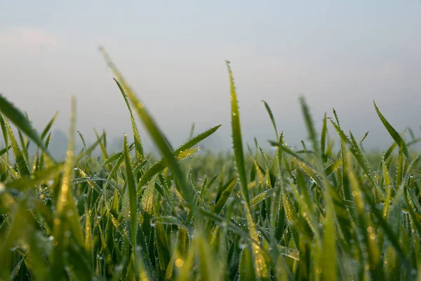 위에서 자라는 놀랍게 아름다운 밀밭은 지평선까지 — 스톡 사진