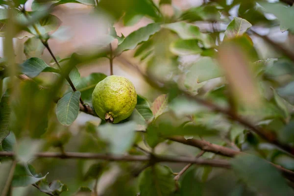 Guava Fruktträd Ekologisk Tropisk Trädgård Guava Trädgård Med Ett Stort — Stockfoto