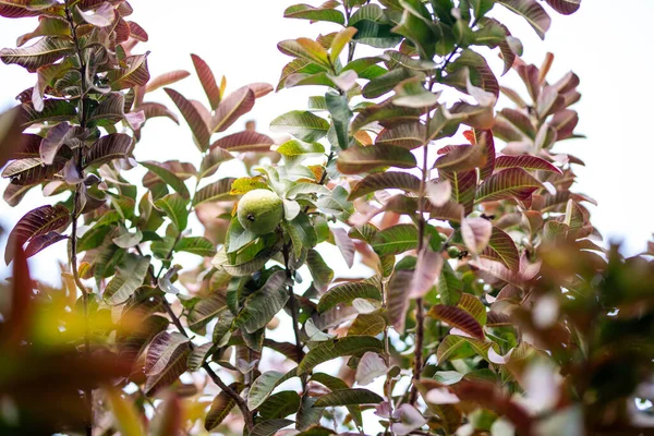 Guaven Obstbäume Einem Tropischen Bio Garten Guaven Garten Mit Vielen — Stockfoto