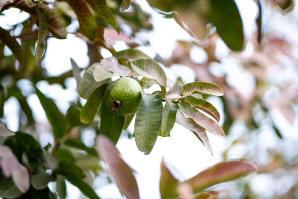 Guava Fruktträd Ekologisk Tropisk Trädgård Guava Trädgård Med Ett Stort — Stockfoto