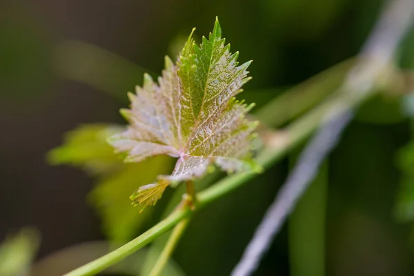 Liście Winogron Ogrodzie Domowym — Zdjęcie stockowe