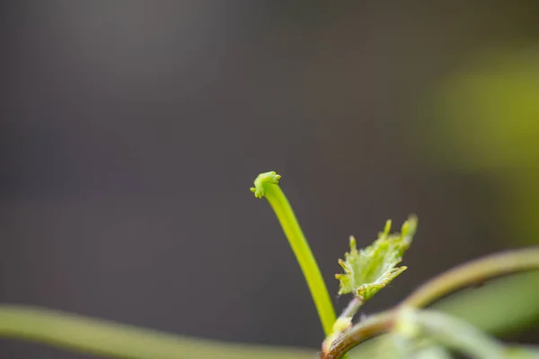 Traubenblätter Heimischen Garten — Stockfoto