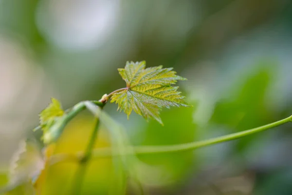 Traubenblätter Heimischen Garten — Stockfoto