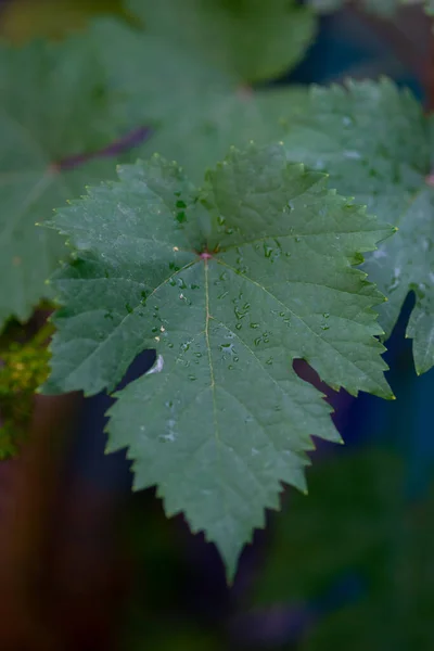 Виноградные Листья Саду — стоковое фото
