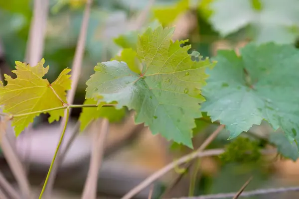 Liście Winogron Ogrodzie Domowym — Zdjęcie stockowe
