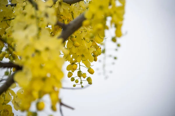 Χρυσό Ντους Από Λουλούδια Amaltass Κρέμονται Στα Δέντρα — Φωτογραφία Αρχείου