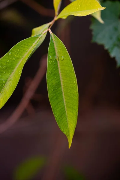 Java Plum Junge Grüne Blätter — Stockfoto
