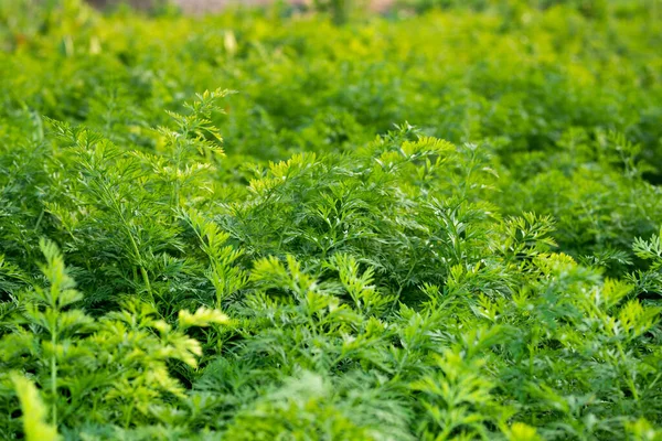 Rośliny Marchewki Rosną Ogrodzie Warzywnym Tło Rolnictwa Zielonymi Liśćmi Marchwi — Zdjęcie stockowe